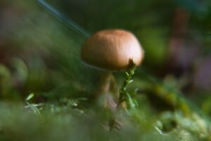 Photo mushroom picking